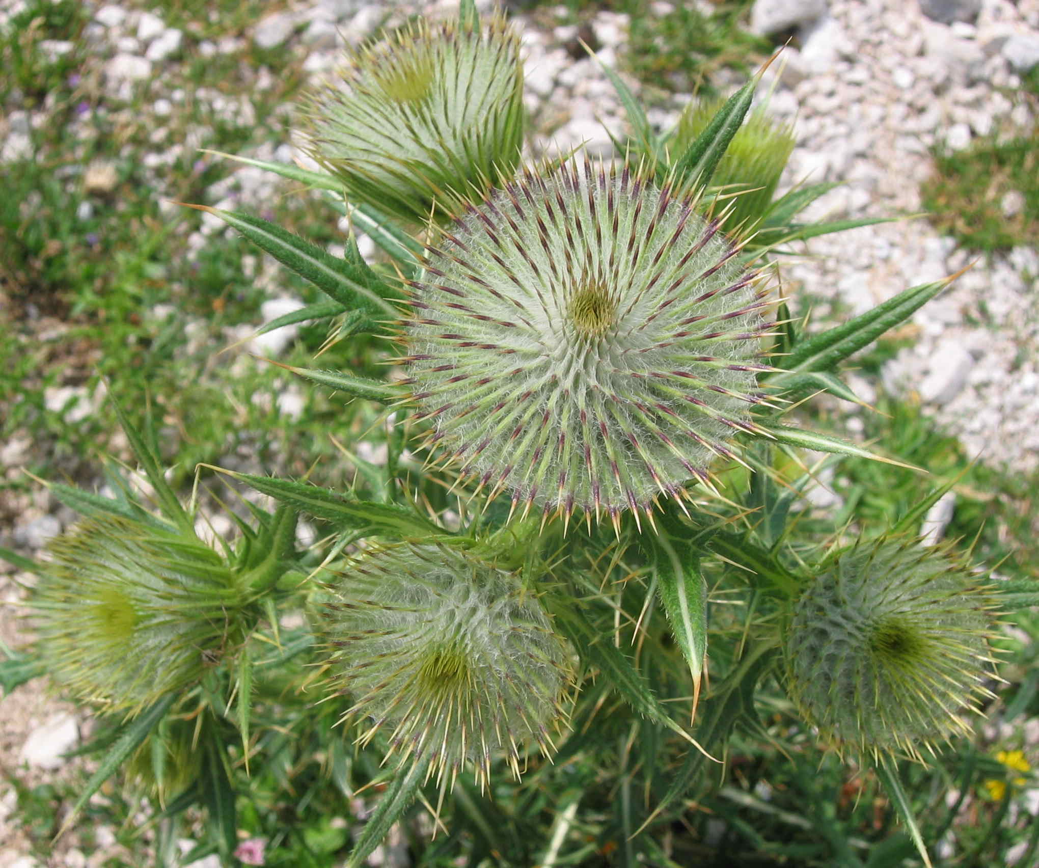 Cirsium eriophorum